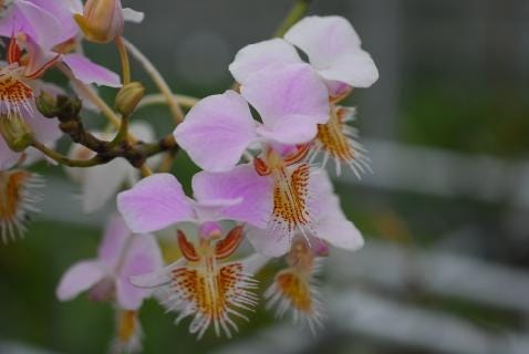 Papilionanthe (Vanda) pedunculata