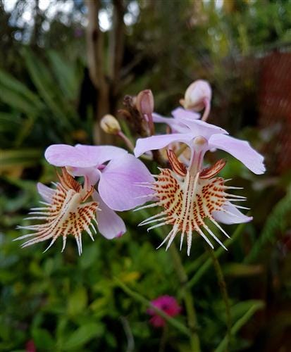 Papilionanthe (Vanda) pedunculata