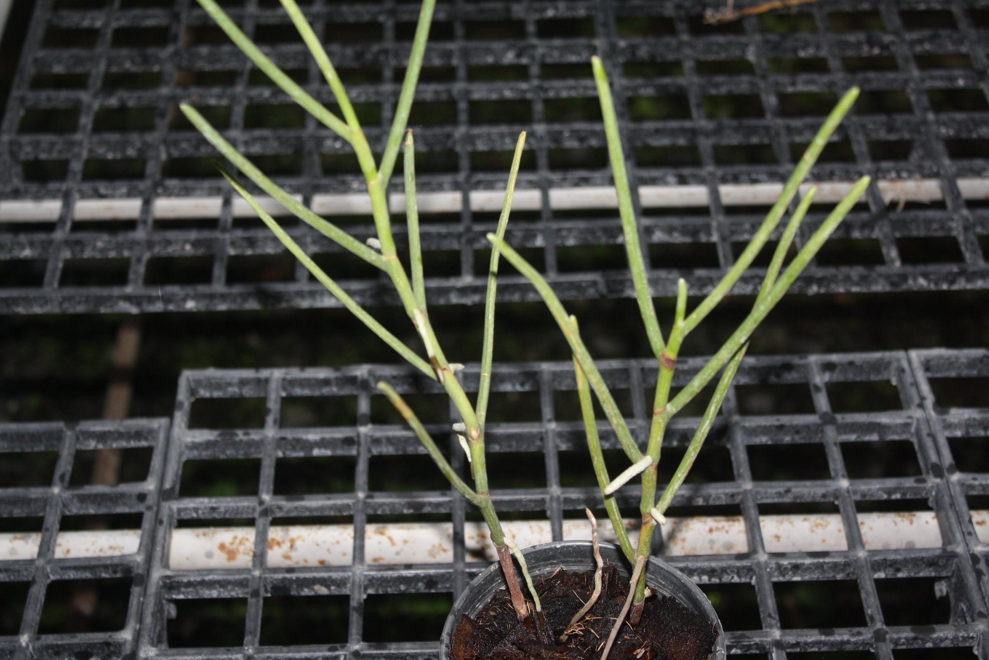 Papilionanthe (Vanda) pedunculata