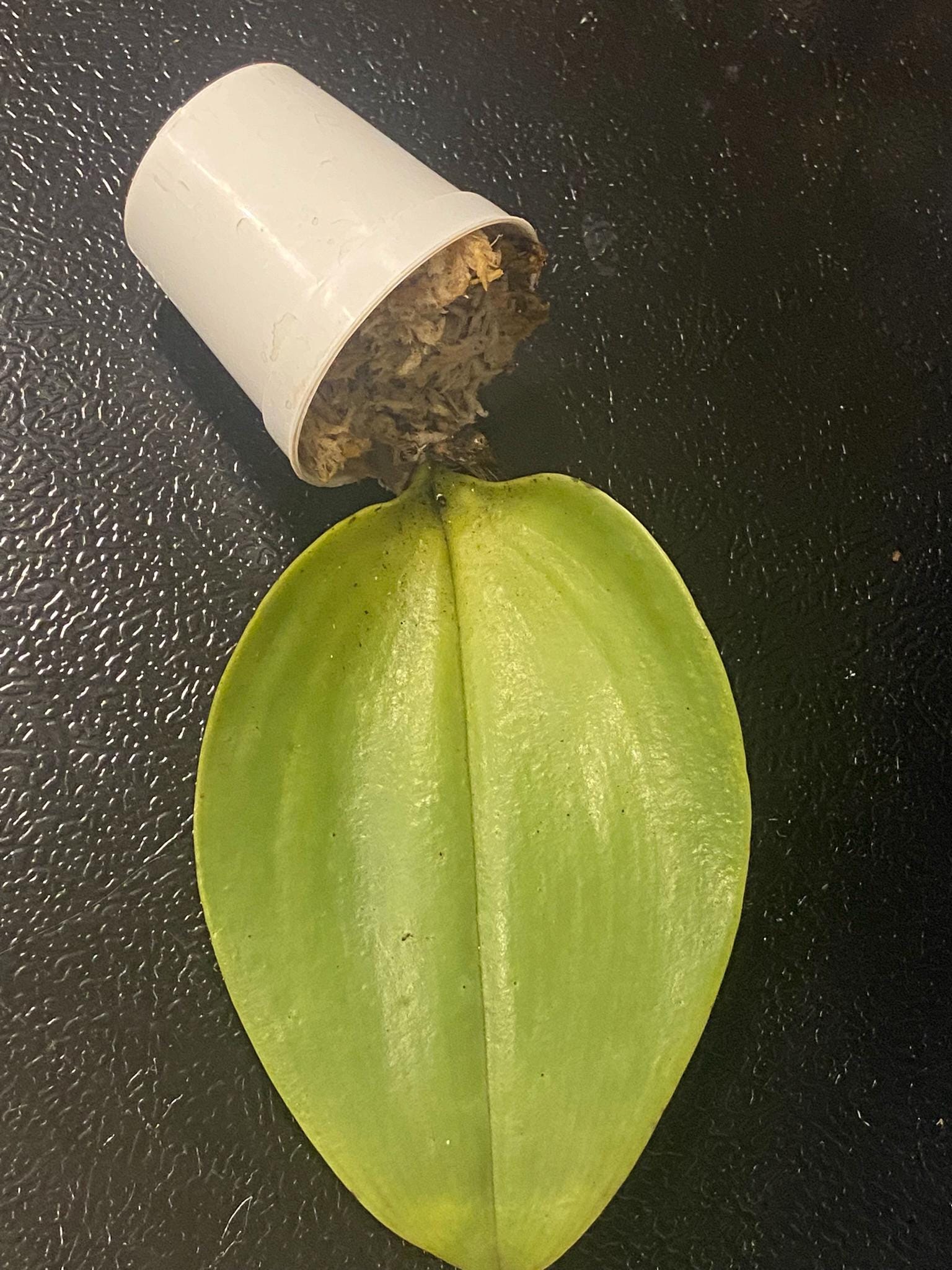 Bulbophyllum beccarii 1 Plant bloom size , orchid for home & Garden collection