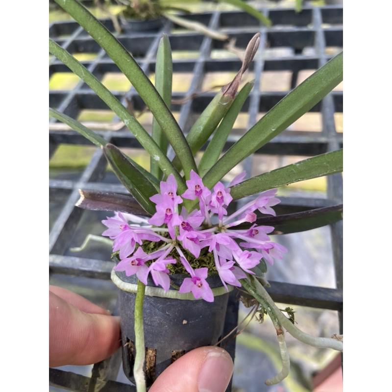 Ascocentrum pusillum (Vanda nana)