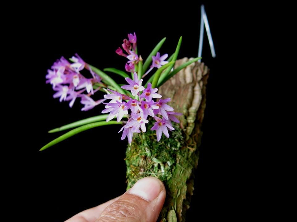 Ascocentrum pusillum (Vanda nana)