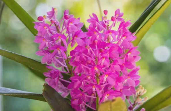Ascocentrum ampullaceum 1 plant Pink Vanda Orchidaceae Epiphytic orchid Mini Orchid Collection
