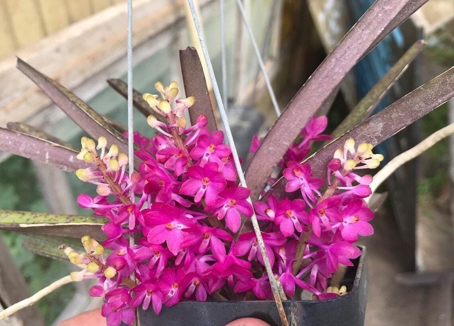 Ascocentrum ampullaceum 1 plant Pink Vanda Orchidaceae Epiphytic orchid Mini Orchid Collection