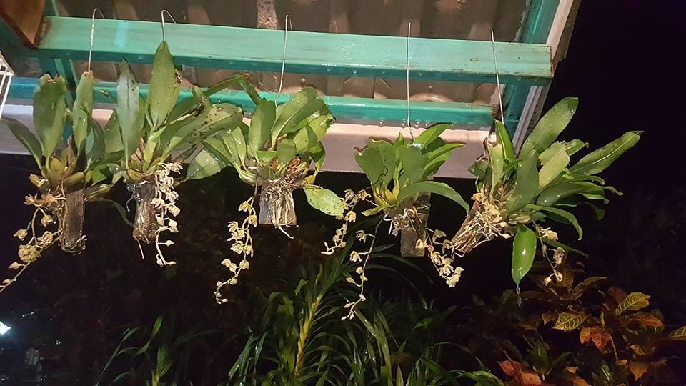 Thecopus maingayi (Coelogyne,Eria)