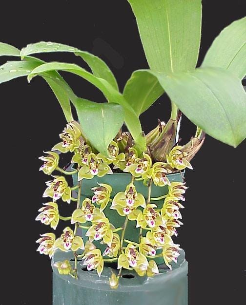 Thecopus maingayi (Coelogyne,Eria)