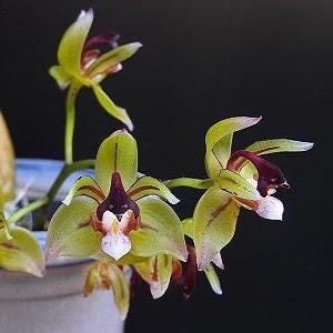 Thecopus maingayi (Coelogyne,Eria)