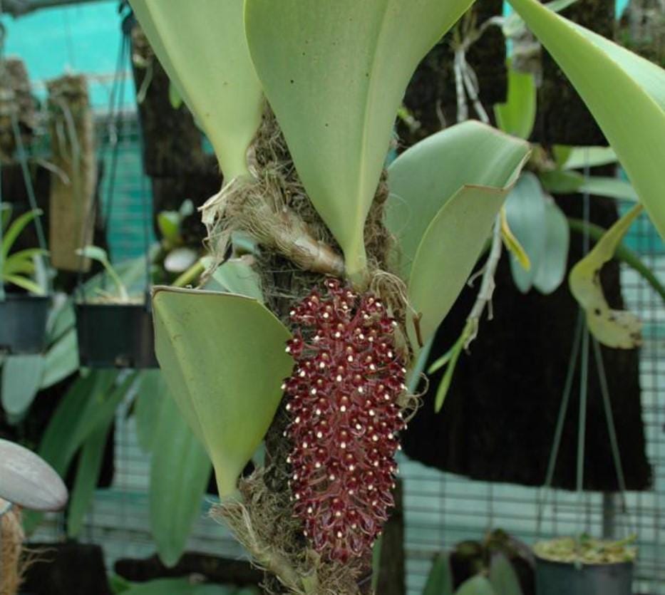 Bulbophyllum beccarii 1 Plant bloom size , orchid for home & Garden collection
