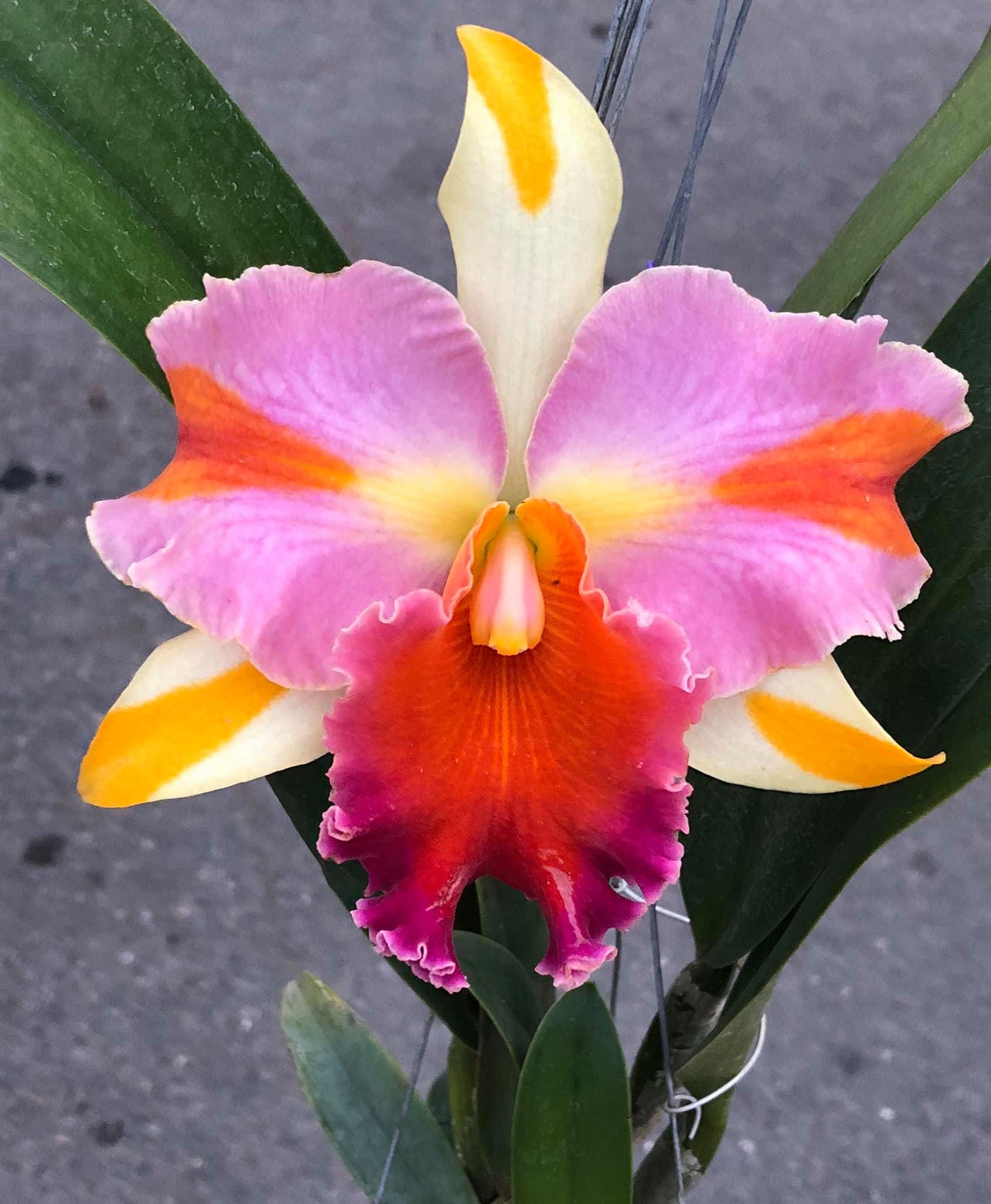 Rlc.Amazing Thailand (Rhyncholaeliocattleya) 1 plant Pink Cattleya orchid collection Rare orchid hybrids