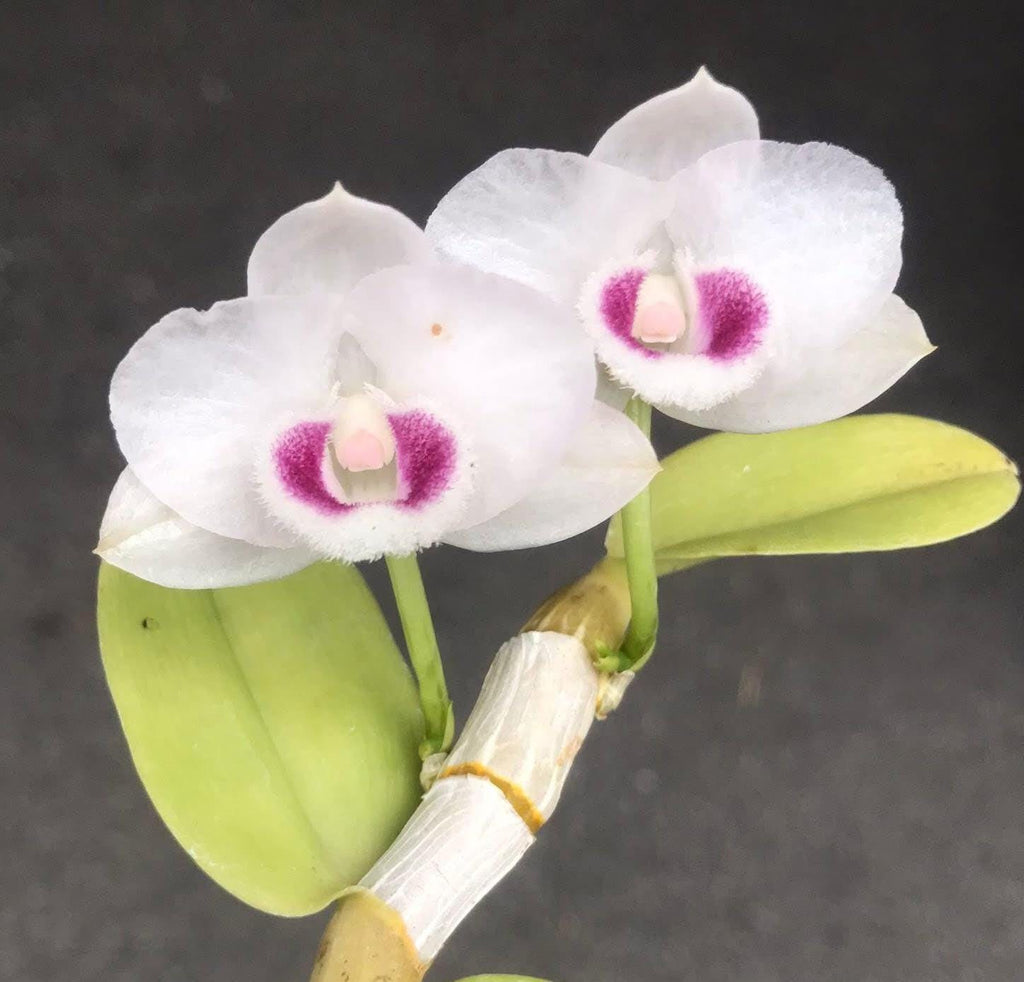 Dendrobium parishii 'Summer Snow'