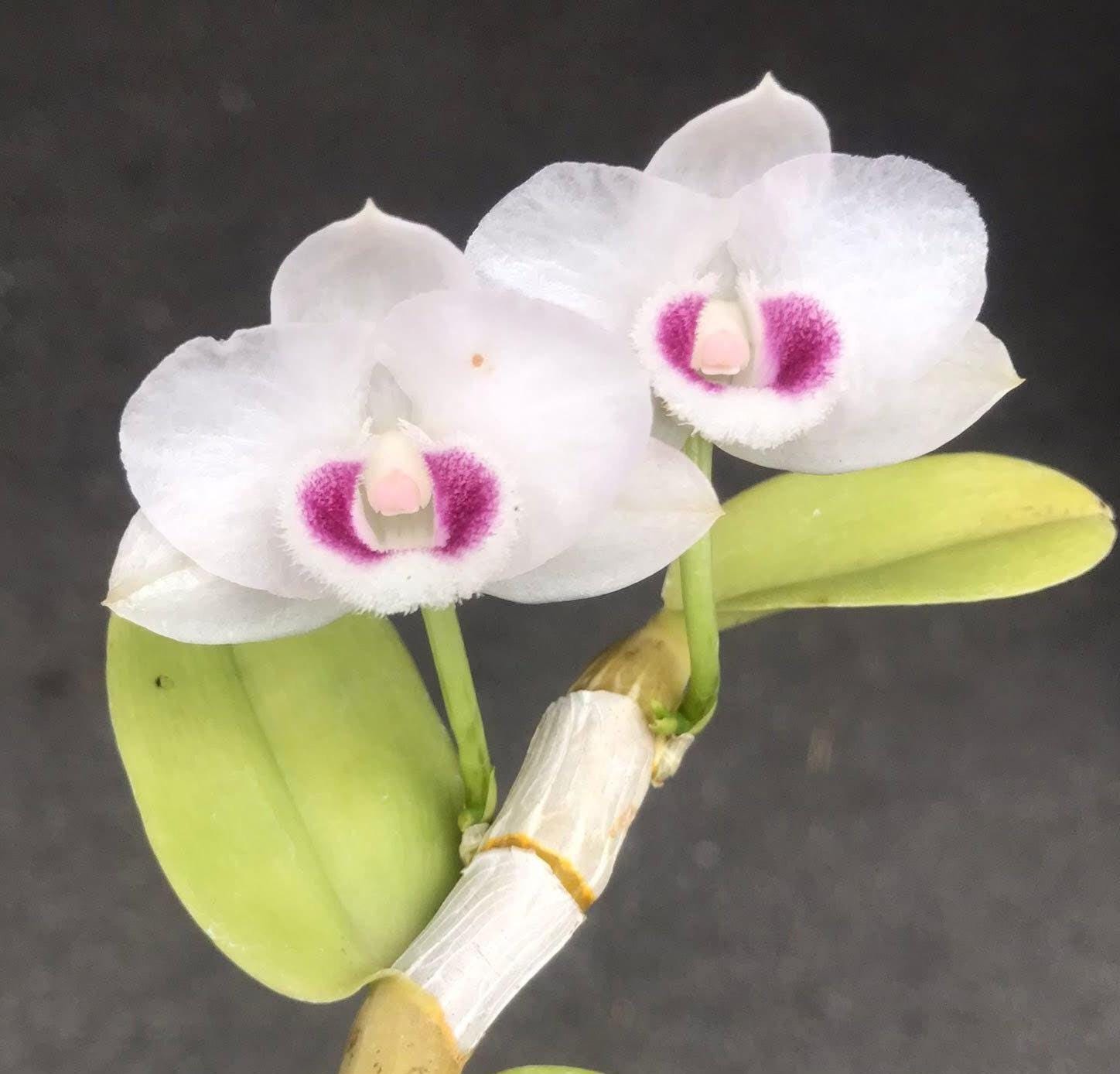 Dendrobium parishii 'Summer Snow'