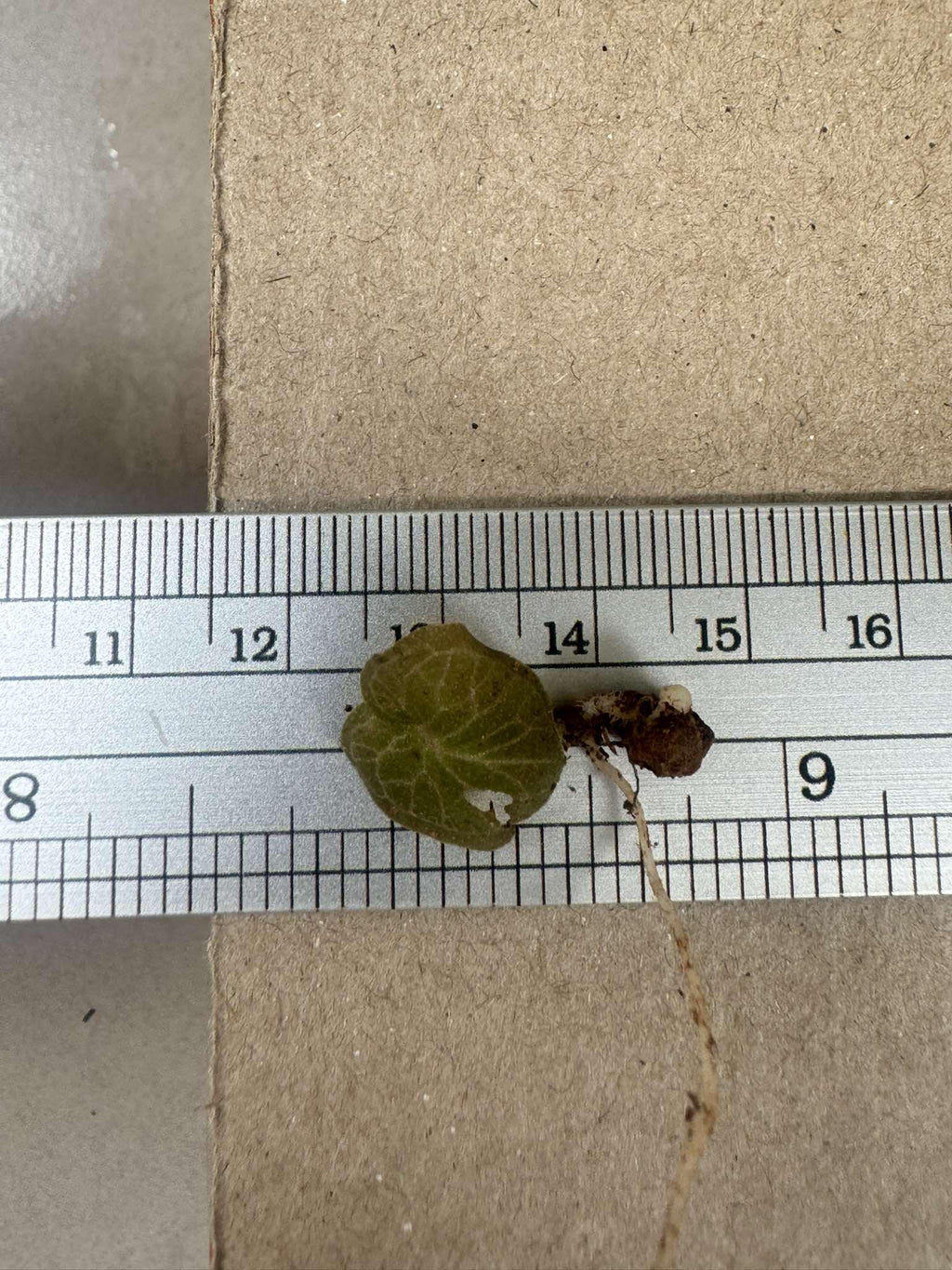 Orchid Corybas ecarinatus - 2 tuber Habenaria