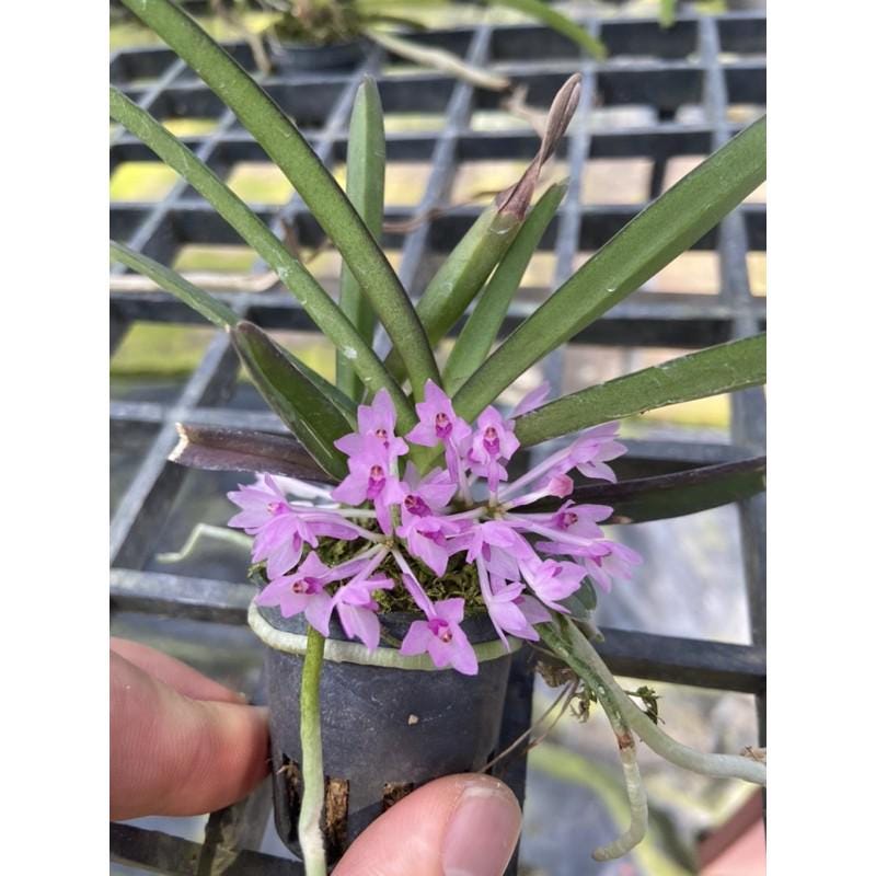 Ascocentrum pusillum (Vanda nana)