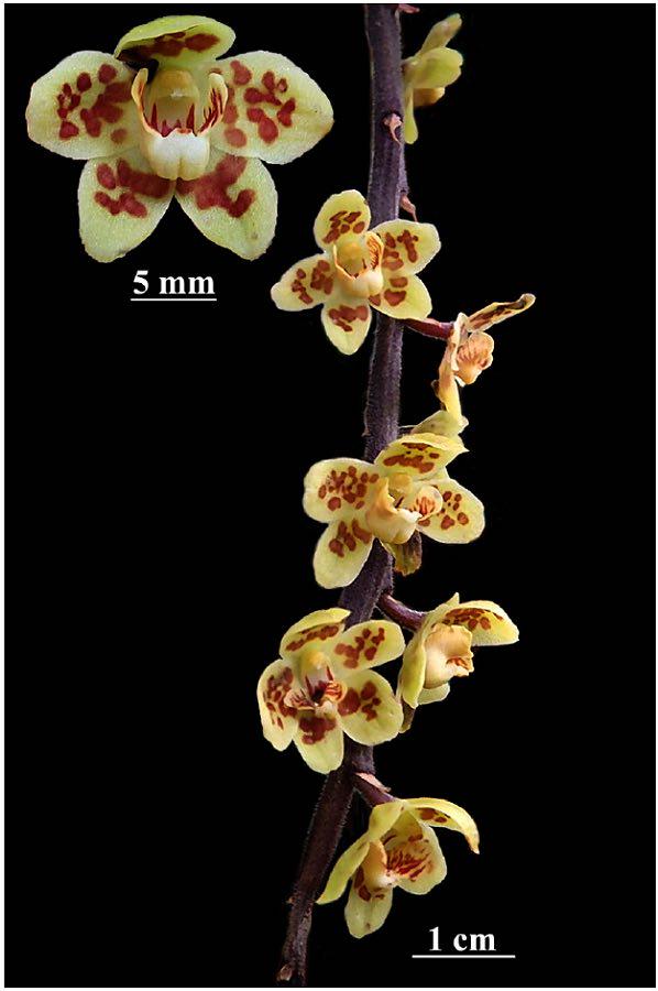 Chiloschista gelephuensis