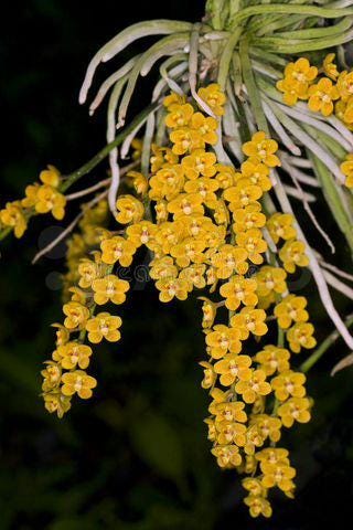 Chiloschista nakornpanomensis