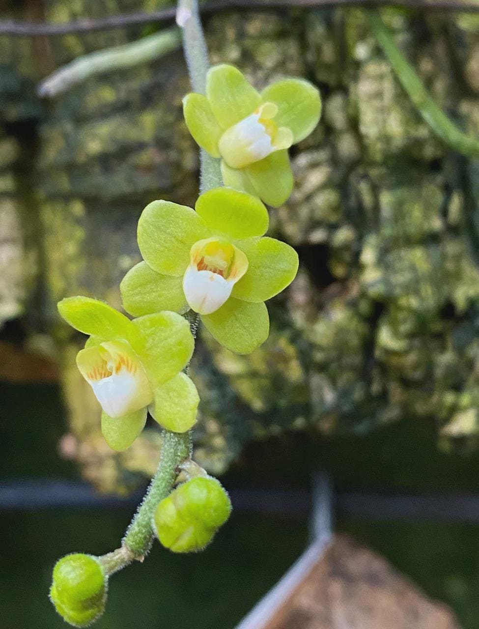 Orchid Chiloschista parishii 1 Plant orchid for home and garden,fragrant