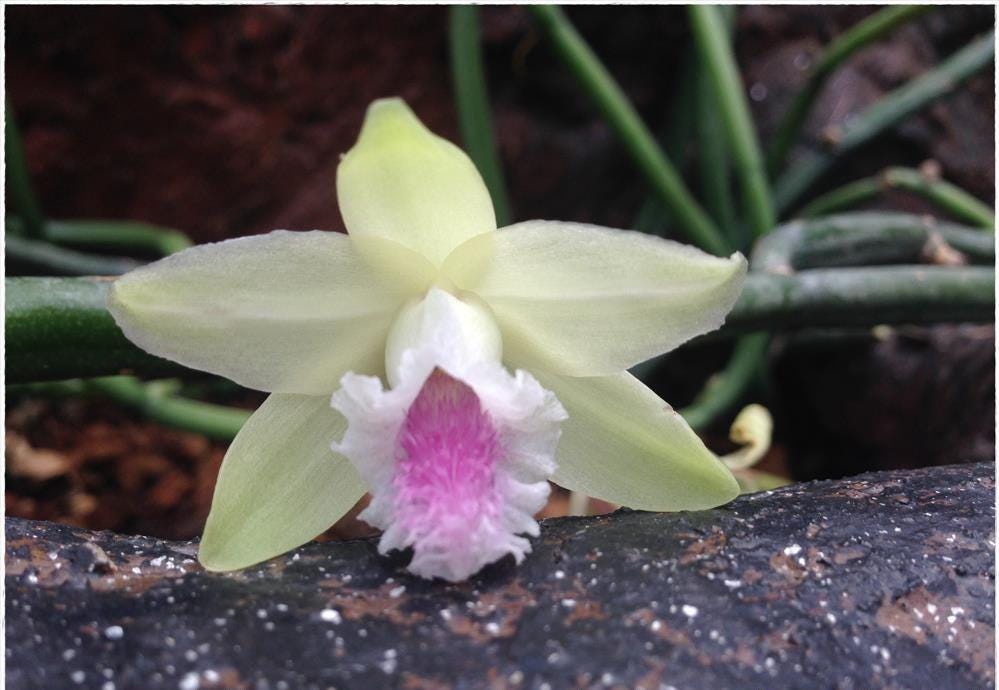Vanilla Orchid Plant: Aphylla Variety - Home & Garden Decor - PotPlantPetal Co.