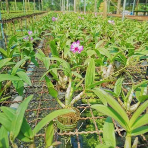 Dendrobium Enobi Mickey Mouse Orchid - Pink Bloom, 1" Pot - PotPlantPetal Co.