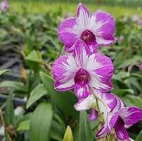 Dendrobium Enobi Mickey Mouse Orchid - Pink Bloom, 1" Pot - PotPlantPetal Co.