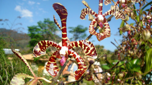 Airy Spider Orchid Plant: Arachnis flos-aeris - Bloom Size