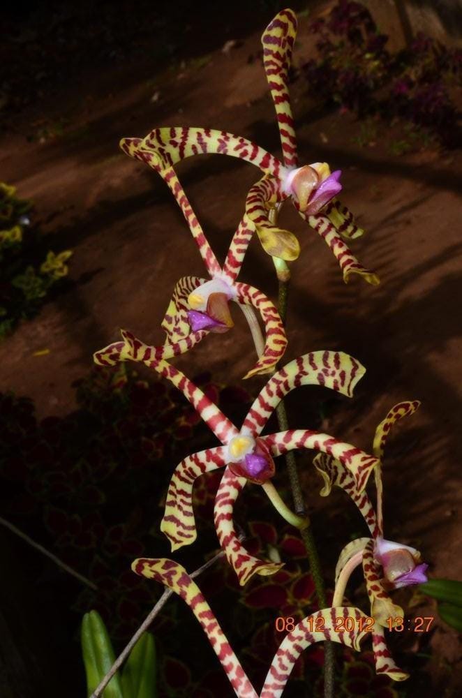 Airy Spider Orchid Plant: Arachnis flos-aeris - Bloom Size