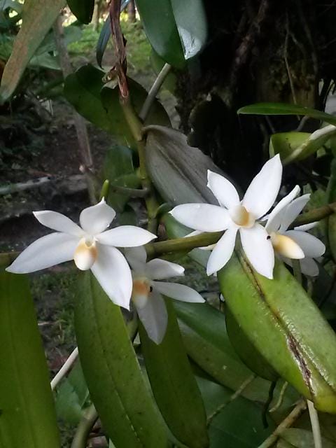Thrixspermum calceolus  (Vanda)