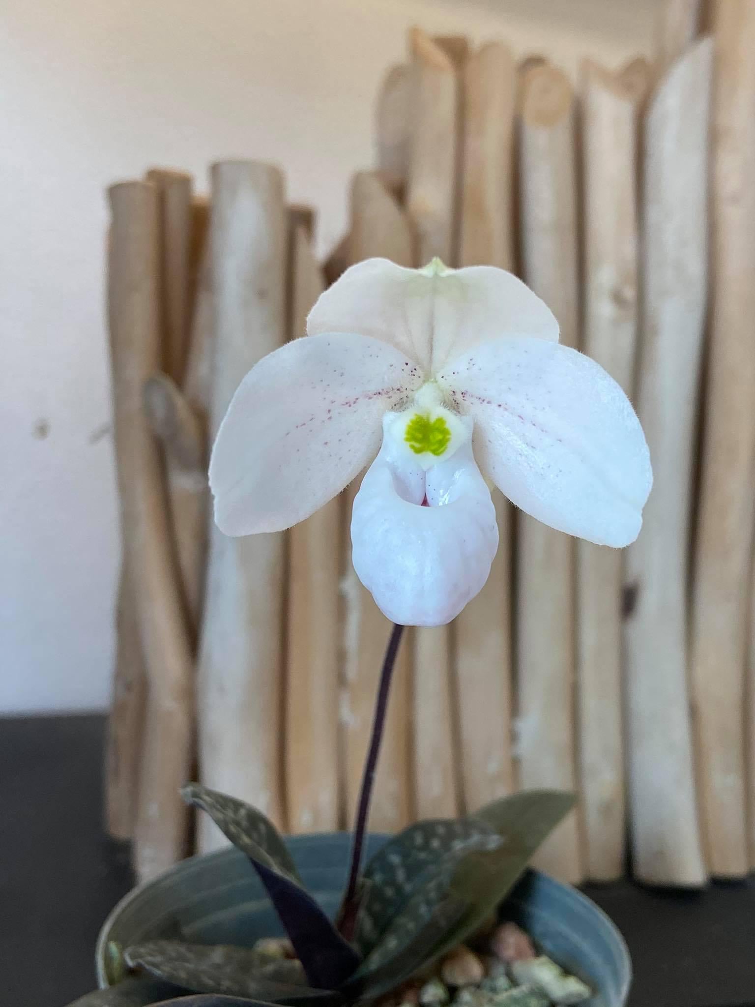 Paphiopedilum thaianum