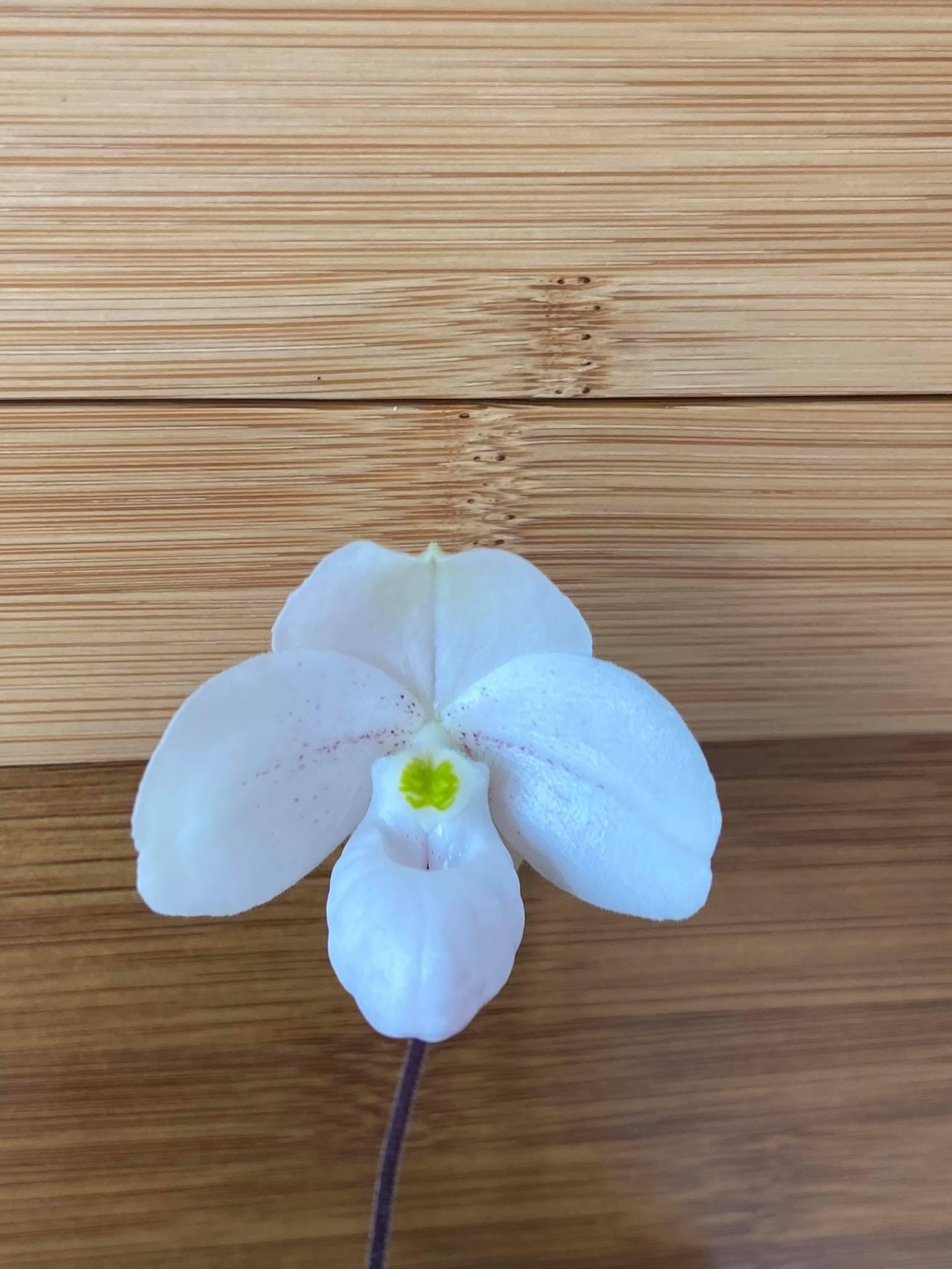 Paphiopedilum thaianum