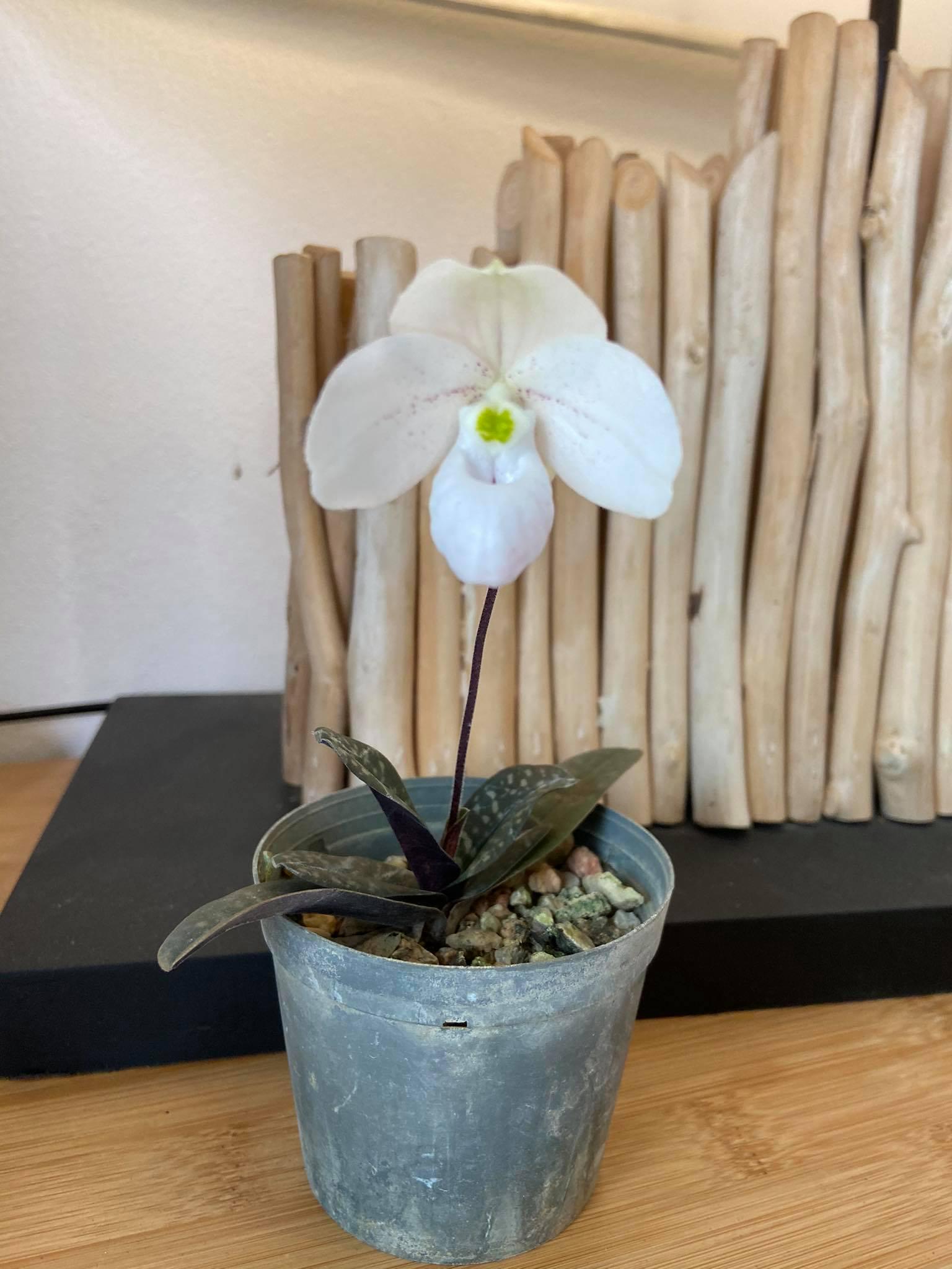 Paphiopedilum thaianum