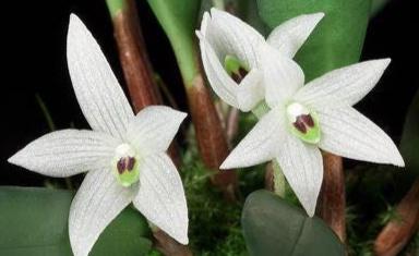 Ceratostylis sp (Coelogyne) 1 plant Tropical Orchid species  rare and miniature orchid