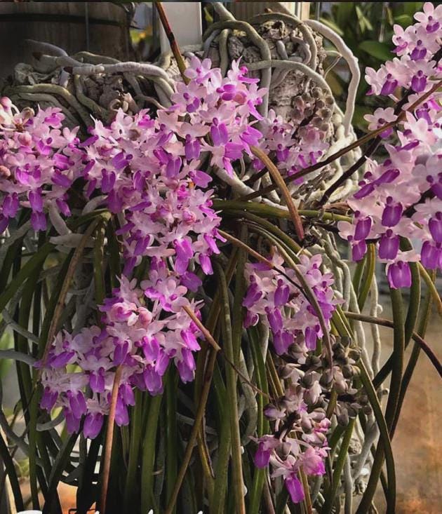 Seidenfadenia mitrata Orchid Plant: Pink Bloom, Easy Grow Vanda - PotPlantPetal Co.