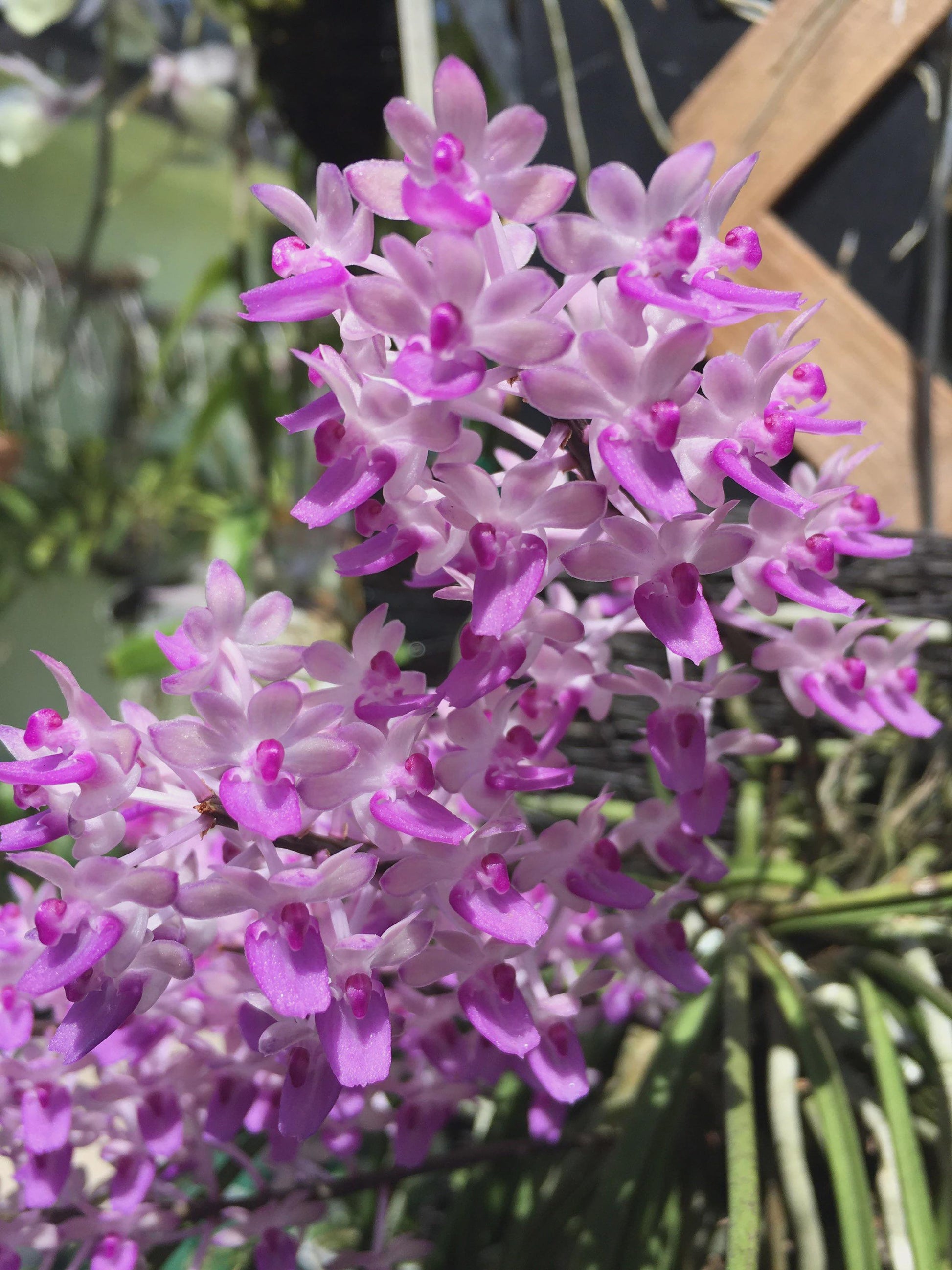 Seidenfadenia mitrata Orchid Plant: Pink Bloom, Easy Grow Vanda - PotPlantPetal Co.
