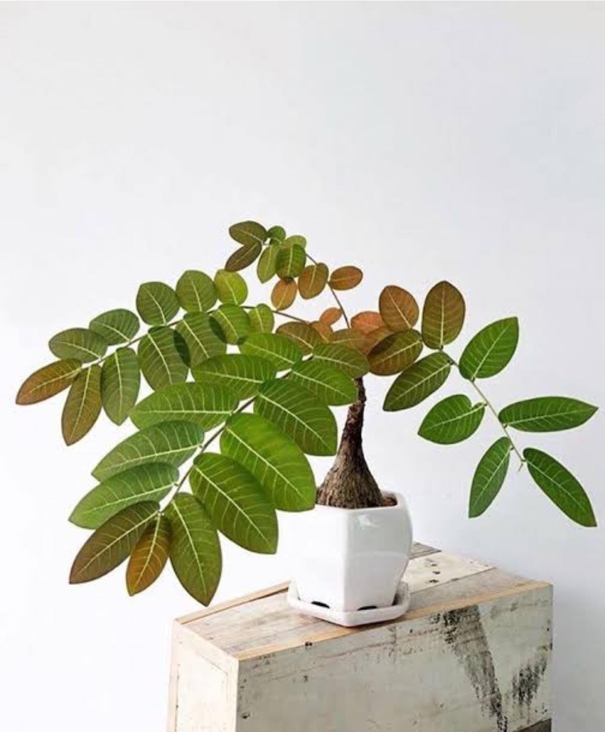 Glochidion Mirabilis Caudex Plant: Rare Tropical Houseplant