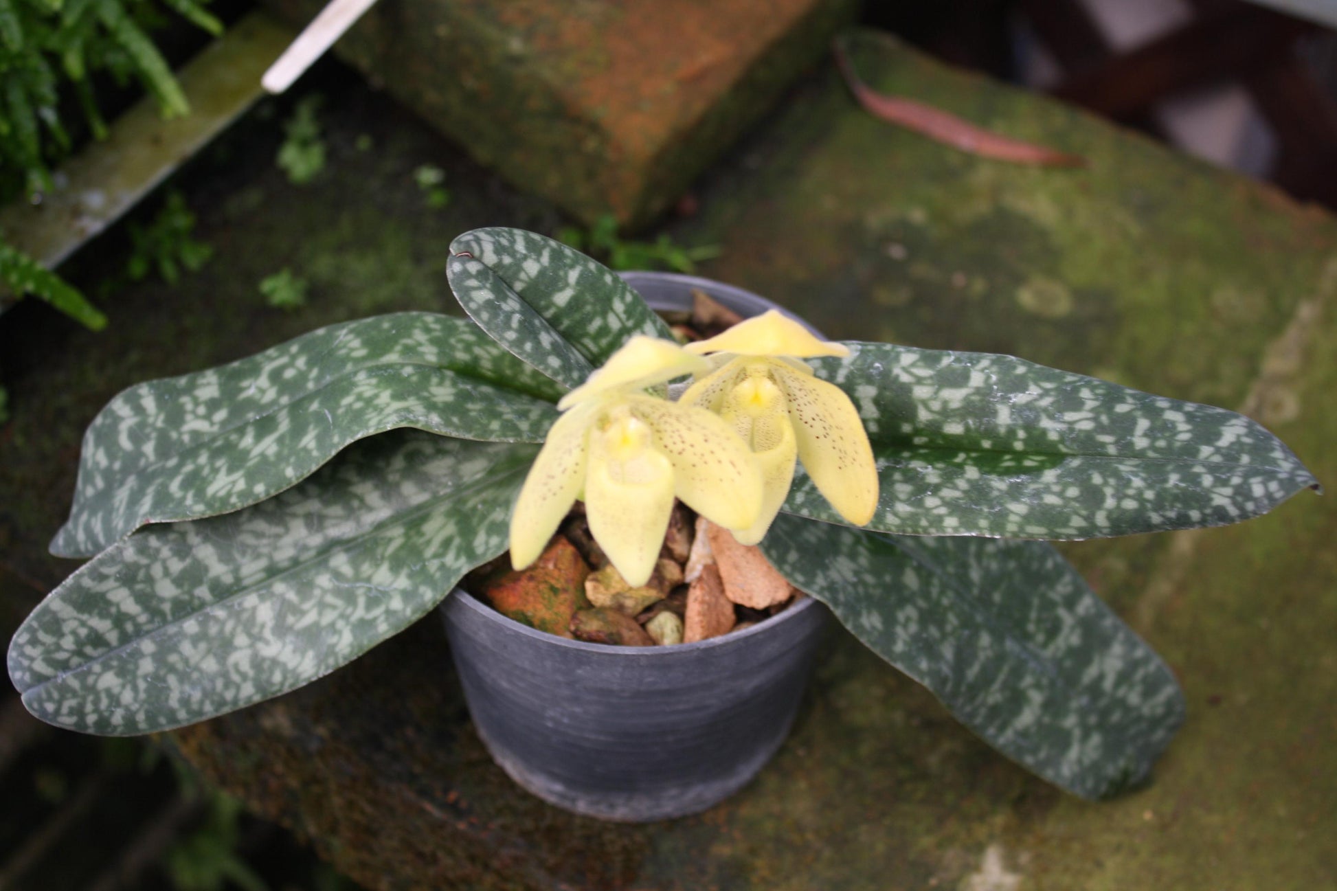 Paphiopedilum concolor 1 plant Tropical Orchid species rare and lady slipper orchid - PotPlantPetal Co.
