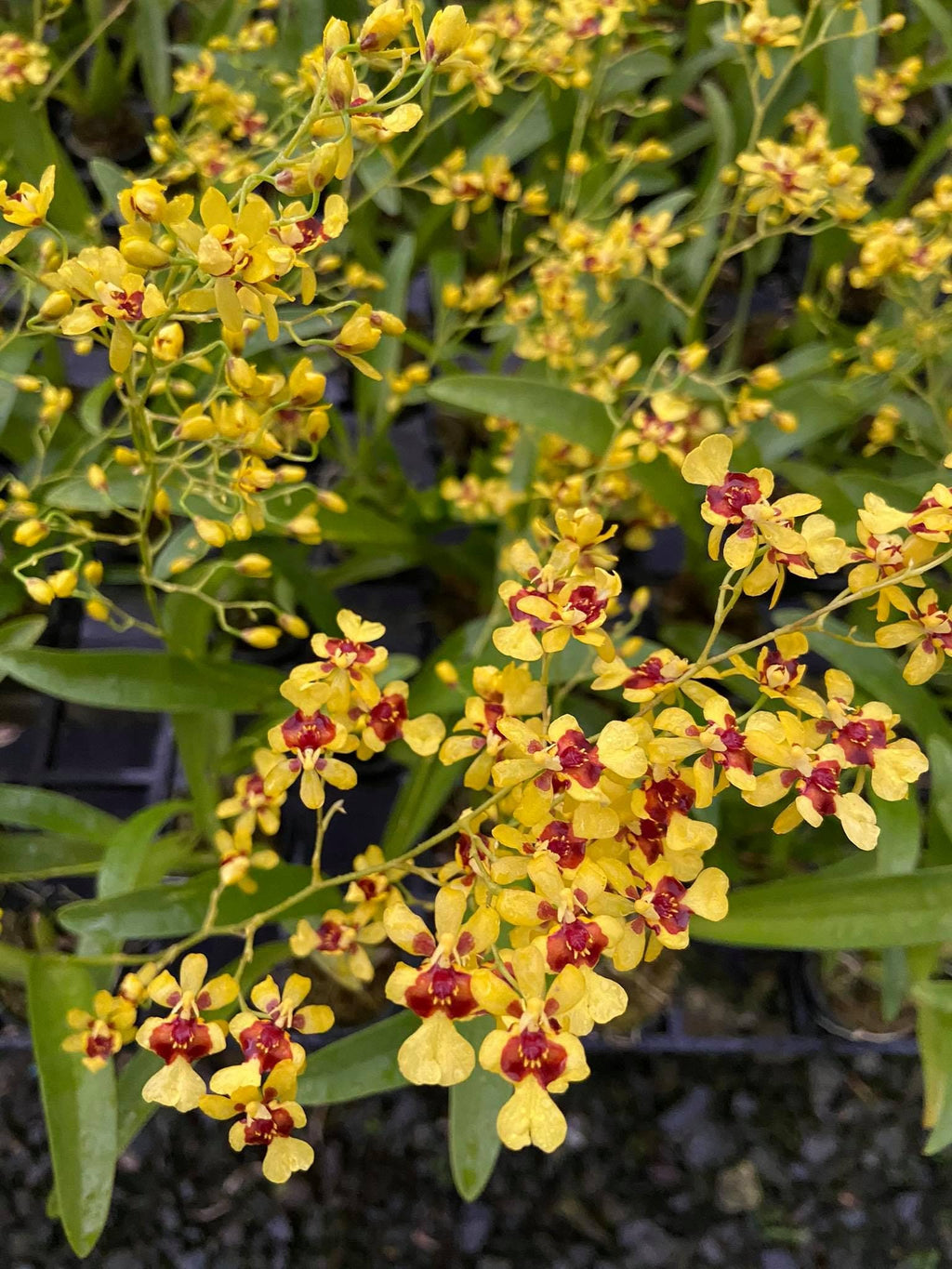 Oncidium Twinkle yellow/red