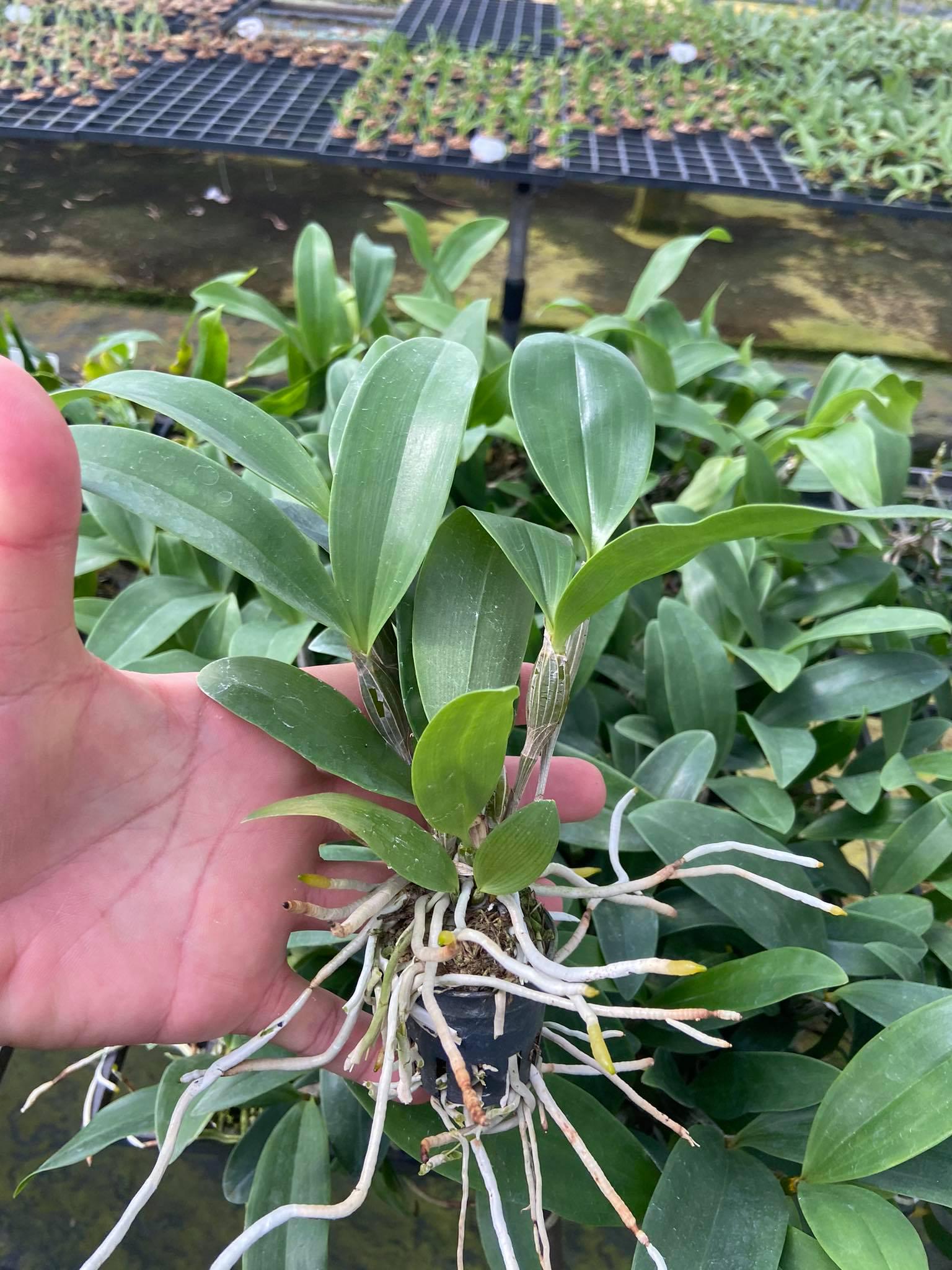 Dendrobium amabile (Vietnam)