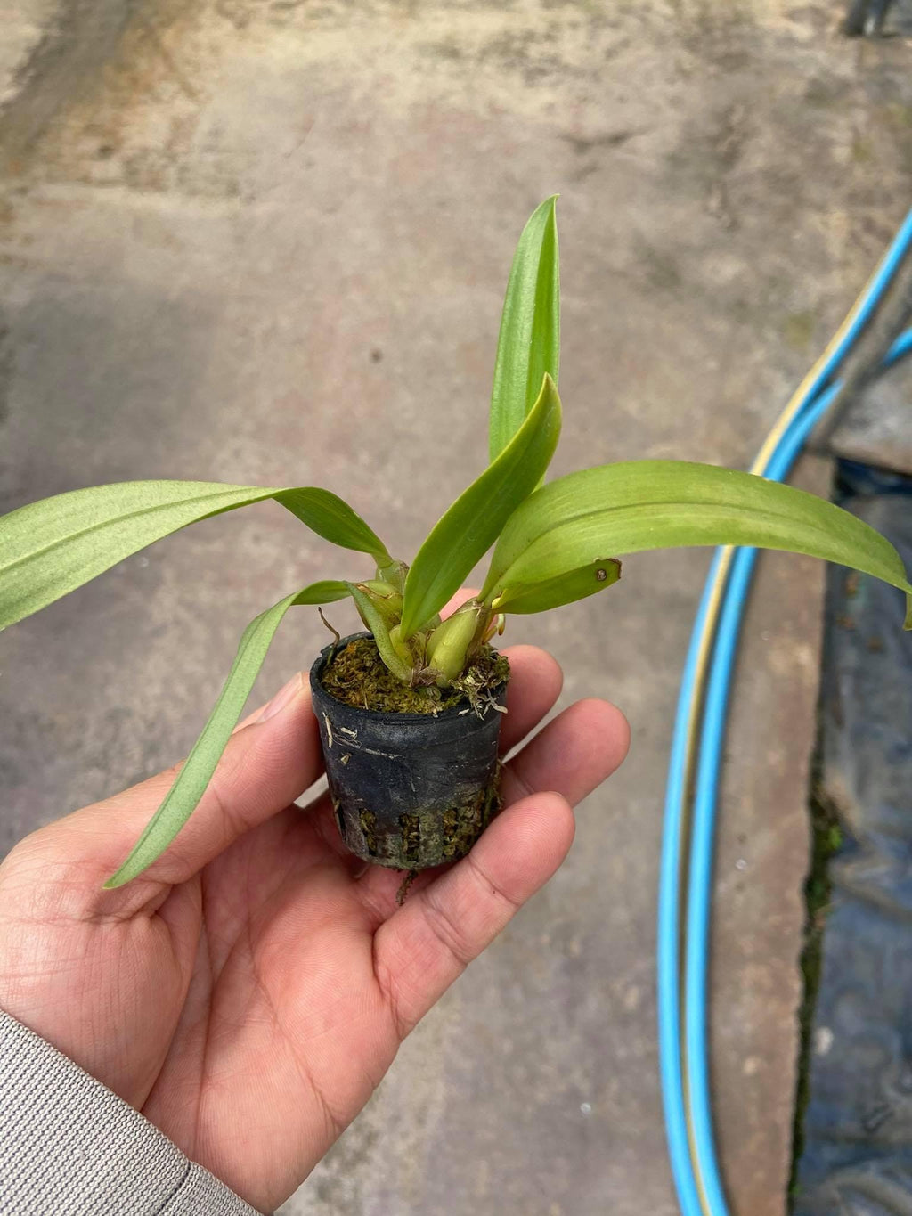 Bulbophyllum ecornutum 2  plant orchid species small size , plant for home & garden