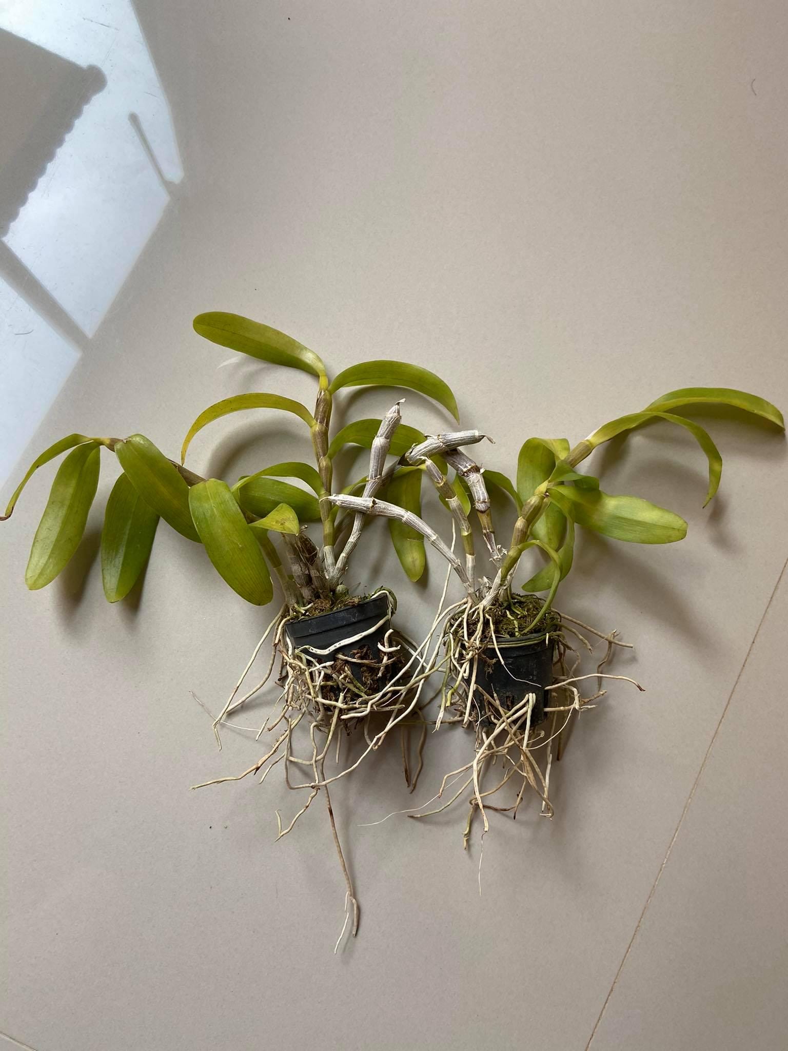 Den. parishii fma. trilabelo