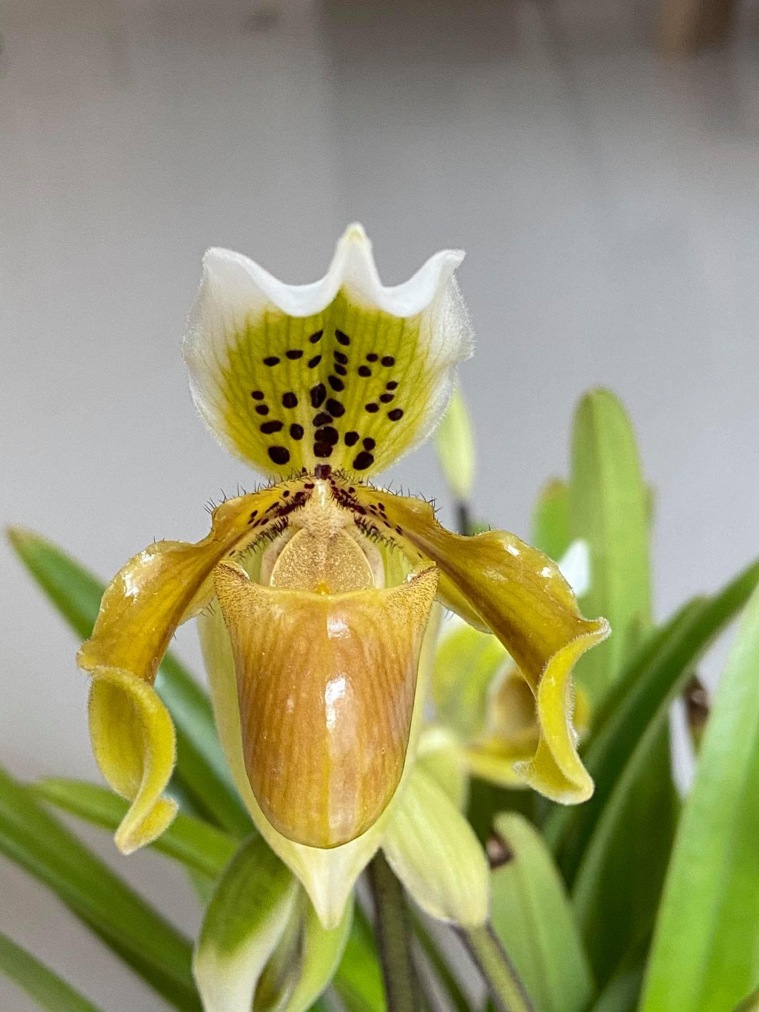 Paphiopedilum exul 1 plant