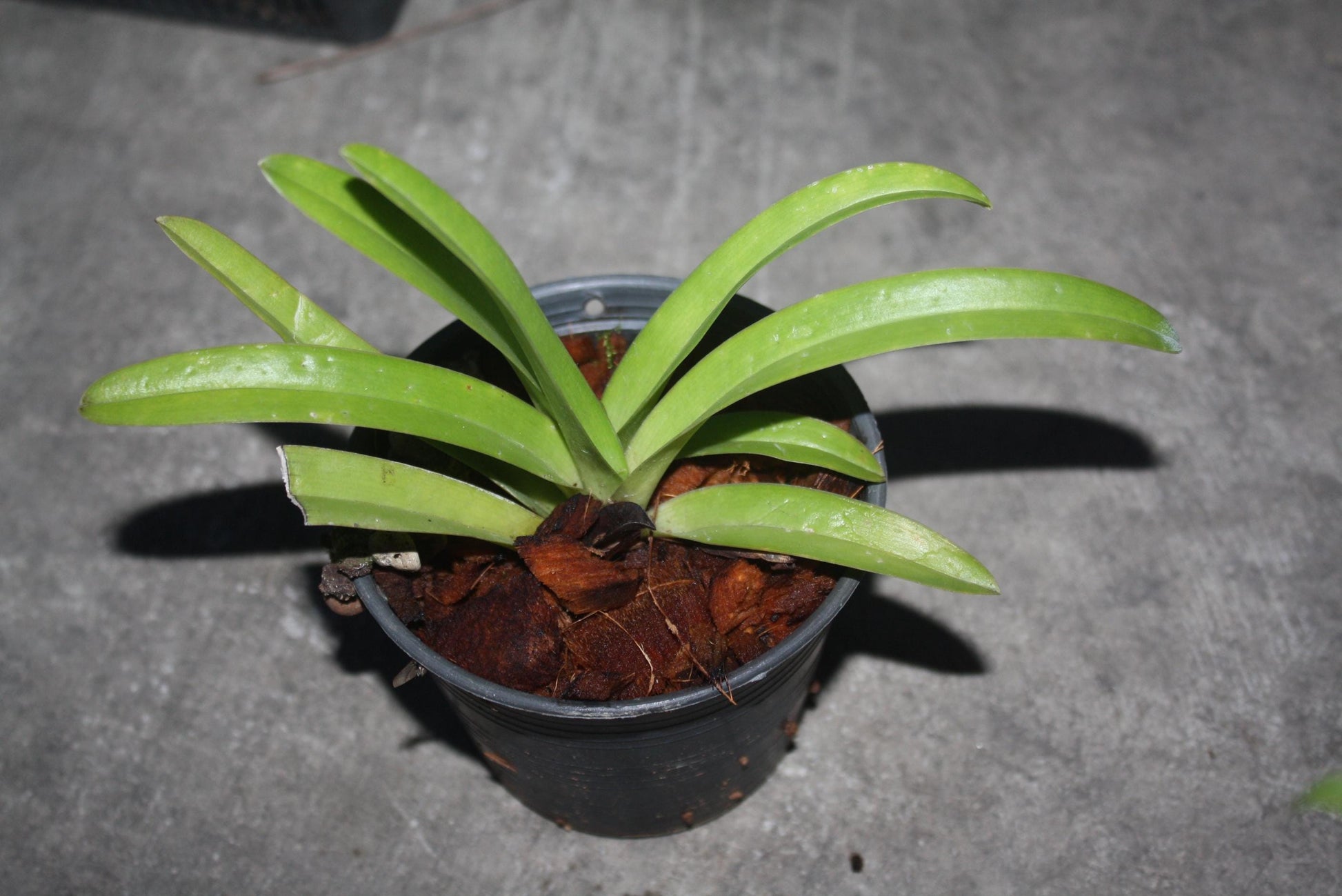 Paphiopedilum exul 1 plant