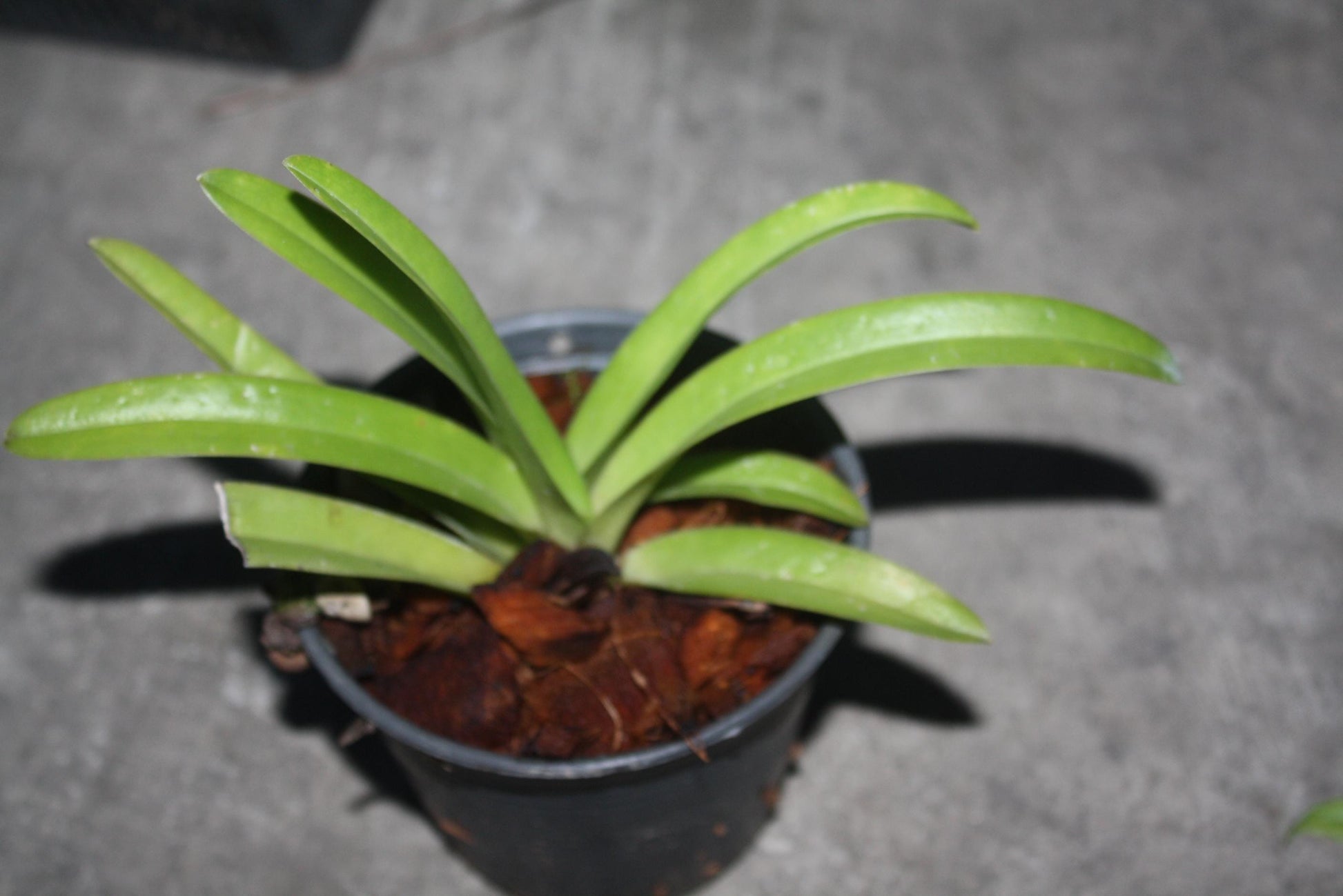 Paphiopedilum exul 1 plant