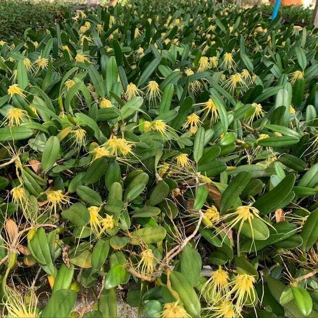 Bulbophyllum vaginatum