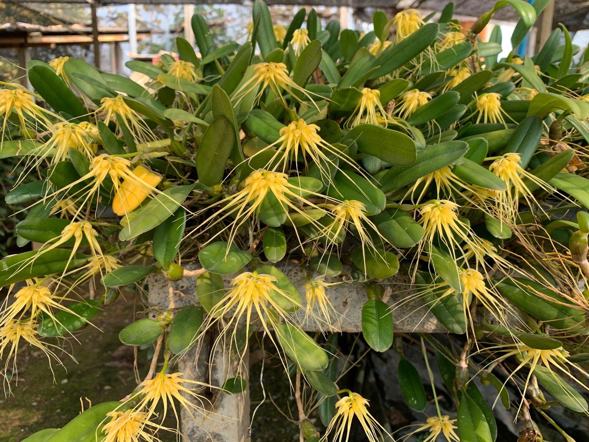 Bulbophyllum vaginatum