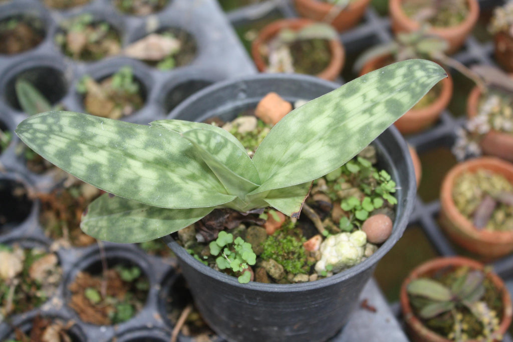 Paphiopedilum callosum