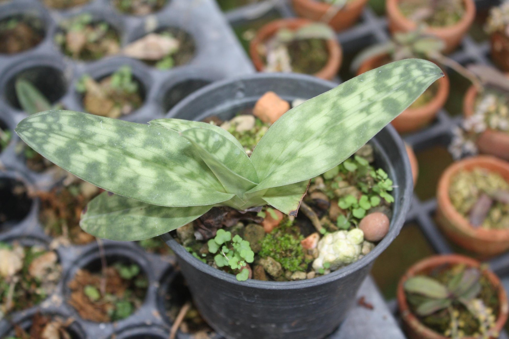 Paphiopedilum callosum