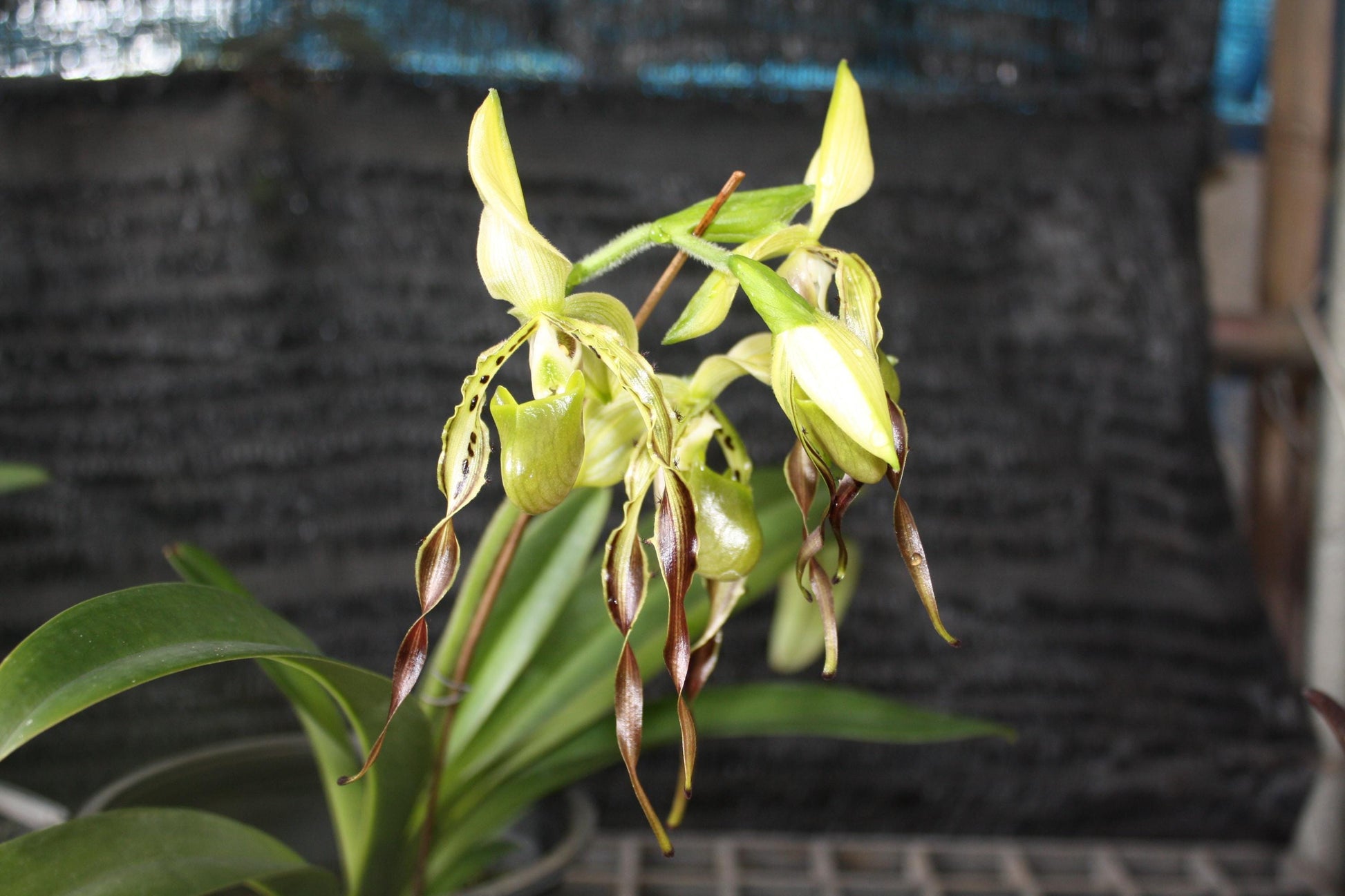 Paphiopedilum parishii 1 plant orchid bloom size lady slipper orchid
