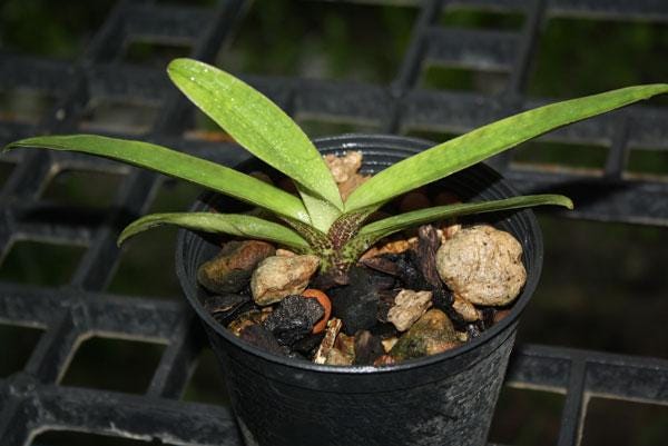 Paphiopedilum charlesworthii 1 plant orchid bloom size lady slipper orchid