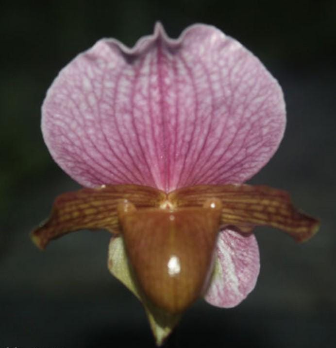 Paphiopedilum charlesworthii 1 plant orchid bloom size lady slipper orchid