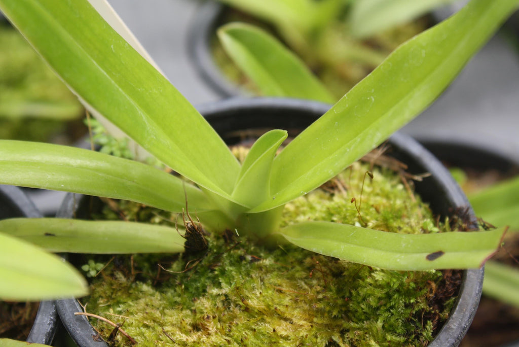 Paphiopedilum sanderianum 1 plante espèce d'orchidée Taille moyenne jeune, plante de collection
