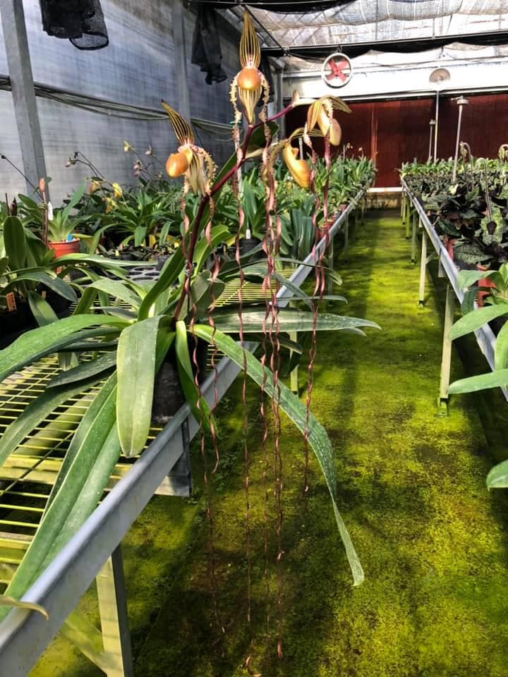 Paphiopedilum sanderianum 1  plant orchid species Medium Young  size , plant for collection